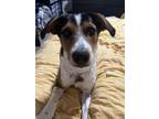 Adopt Jessie a Tricolor (Tan/Brown & Black & White) Beagle / Australian Shepherd
