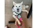 Adopt Clover IV a Husky / Mixed dog in Dallas, TX (39393807)