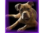 Adopt Millie a Tan/Yellow/Fawn Cane Corso / Bull Terrier / Mixed dog in