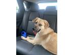 Adopt King a Tan/Yellow/Fawn - with Black Black Mouth Cur / Golden Retriever /
