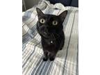 Adopt Po a All Black American Shorthair / Mixed (short coat) cat in Cleveland