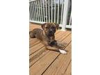 Adopt Tiggy a Brindle American Pit Bull Terrier / Mixed dog in Asheboro
