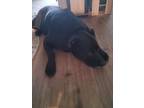 Adopt Barry a Black Labrador Retriever / Mixed dog in Endicott, NY (41301147)