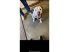 Adopt Zeke a White American Pit Bull Terrier / American Pit Bull Terrier / Mixed