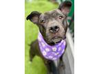 Adopt Breakdance a Mutt dog in New York, NY (41118060)