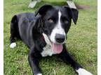 Adopt Ollie a Border Collie / Blue Heeler / Mixed dog in Brockville