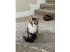Adopt Maya a Brown Tabby Domestic Mediumhair / Mixed (medium coat) cat in West