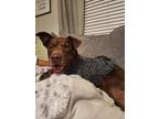Adopt Koda a Brown/Chocolate Labrador Retriever / Mutt / Mixed dog in Texas