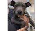 Adopt 07-15 a Gray/Blue/Silver/Salt & Pepper American Pit Bull Terrier / Mixed