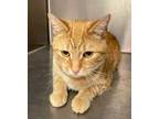 Adopt Sherbet a Orange or Red Domestic Shorthair / Domestic Shorthair / Mixed