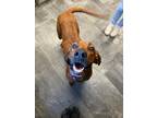 Adopt Mulie a Red/Golden/Orange/Chestnut Redbone Coonhound / Mixed dog in