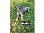Adopt Kylie a Brown/Chocolate Mixed Breed (Medium) / Mixed dog in Medfield