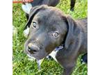 Adopt Duke a Black Labrador Retriever, German Shepherd Dog