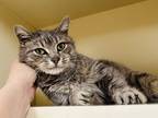 Adopt Tammy a Gray or Blue Domestic Shorthair / Mixed Breed (Medium) / Mixed