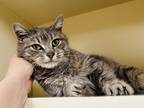 Adopt Tammy a Gray or Blue Domestic Shorthair / Domestic Shorthair / Mixed