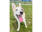 Adopt Nova a Tan/Yellow/Fawn Husky / Mixed dog in Kokomo, IN (41161369)