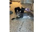 Adopt Remy a Gray, Blue or Silver Tabby American Shorthair / Mixed (medium coat)