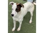 Adopt Daizy a White Mixed Breed (Medium) / Mixed dog in Chesapeake