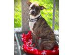 Adopt Benjamin a Brindle Mixed Breed (Medium) dog in Johnstown, PA (41441383)