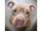Adopt Hoagie a Gray/Blue/Silver/Salt & Pepper Mixed Breed (Medium) dog in