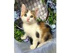 4/7/24 - Nellie Domestic Shorthair Kitten Female