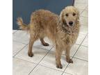 Adopt Doodle Bug a Labradoodle / Mixed dog in Williamstown, KY (41451599)