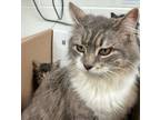 Adopt Megatron 41187 a Domestic Mediumhair / Mixed cat in Pocatello