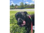 Adopt Athena a Cane Corso / Mixed dog in Barrie, ON (41395802)