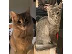 Adopt Chai a Gray, Blue or Silver Tabby Domestic Longhair / Mixed (long coat)