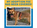 Adopt Reese a German Shepherd Dog / Mixed dog in Stouffville, ON (41335768)
