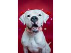 Adopt Gus Gus a Dogo Argentino / Boxer / Mixed dog in Stouffville, ON (41399494)