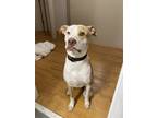Adopt Walker a White - with Tan, Yellow or Fawn American Pit Bull Terrier /