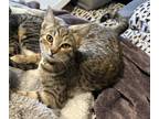 Adopt Bonnie a Brown Tabby Domestic Shorthair / Mixed (short coat) cat in West