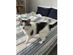 Adopt Roxy a Calico or Dilute Calico American Shorthair / Mixed (short coat) cat