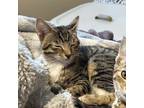 Adopt Clyde a Brown Tabby Domestic Shorthair / Mixed (short coat) cat in West