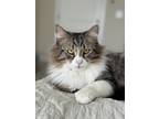 Adopt Princess a Brown Tabby Domestic Longhair / Mixed (long coat) cat in West