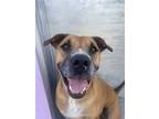Adopt Neo a Red/Golden/Orange/Chestnut Pit Bull Terrier / Mixed dog in Kansas
