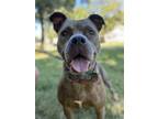 Adopt Evie a Brindle Pit Bull Terrier / Mixed dog in Kansas City, MO (40586381)