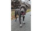 Adopt Arnold a Gray/Blue/Silver/Salt & Pepper Pit Bull Terrier / Mixed dog in