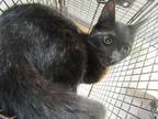 Adopt a Domestic Shorthair / Mixed cat in Raleigh, NC (41451620)