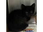 Adopt 24-05-1486 Midnight a Domestic Shorthair / Mixed (short coat) cat in