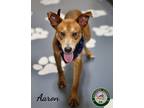 Adopt 24-05-1487 Aaron a Hound (Unknown Type) / Mixed dog in Dallas