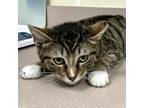 Adopt Torpedo a Domestic Shorthair / Mixed cat in Salisbury, MD (41451617)