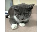 Adopt Walla Walla a Domestic Shorthair / Mixed cat in Salisbury, MD (41451616)