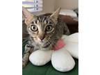 Adopt Rose a Brown Tabby Domestic Shorthair / Mixed (short coat) cat in West