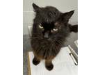 Adopt Fluffy a All Black Domestic Longhair / Domestic Shorthair / Mixed cat in