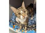 Adopt Nello a Brown Tabby Domestic Shorthair / Mixed Breed (Medium) / Mixed