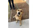 Adopt Daisy a Tan/Yellow/Fawn Retriever (Unknown Type) / Mixed dog in Brunswick