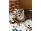 Adopt Hallie a Gray or Blue Domestic Shorthair / Domestic Shorthair / Mixed cat