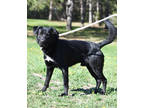 Adopt Boombox a Black Labrador Retriever / Mixed Breed (Medium) / Mixed (short